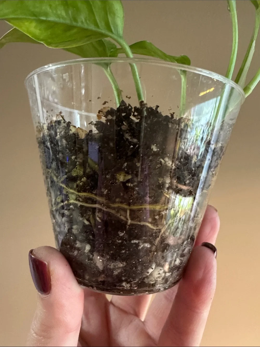 N/A rooted golden